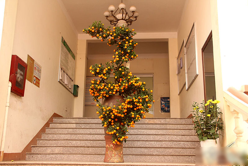 Cây quất độc nhất được ngã giá trăm triệu chưa bán